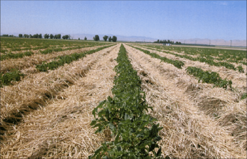 The Role of Cover Crops and Soil Health in Sustainable Agriculture